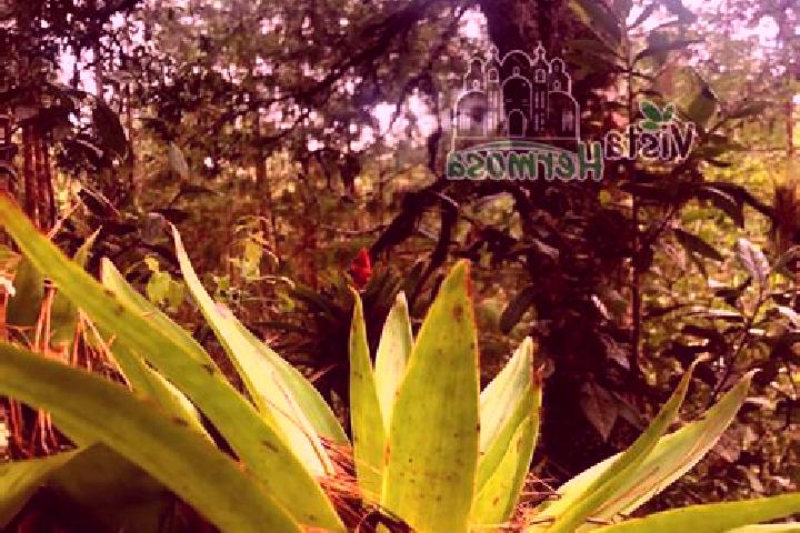escort Vista Hermosa Zayulapa