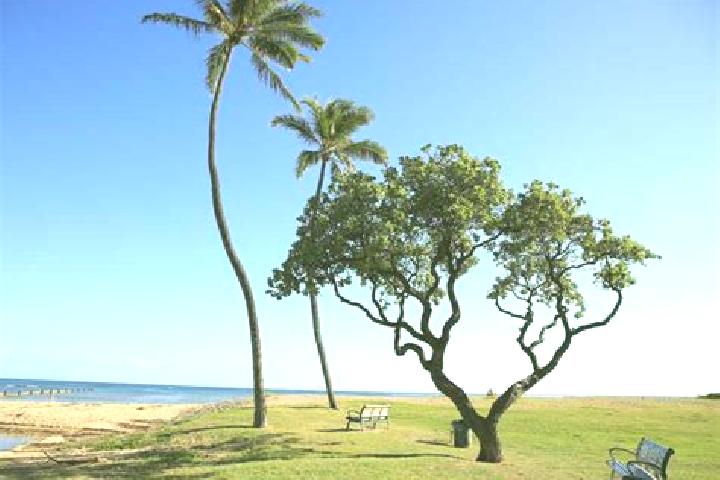 escort Waialae - Kahala