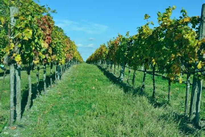 escort Wallern im Burgenland