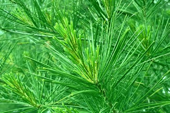 escort White Pine