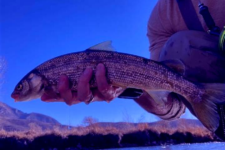 escort Whitefish