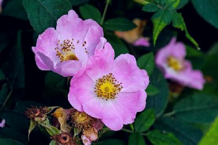 escort Wild Rose