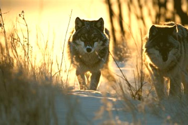 escort Wilkow Wielki
