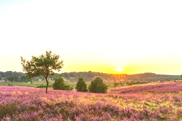 escort Woenselse Heide