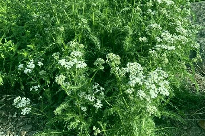 escort Yarrow
