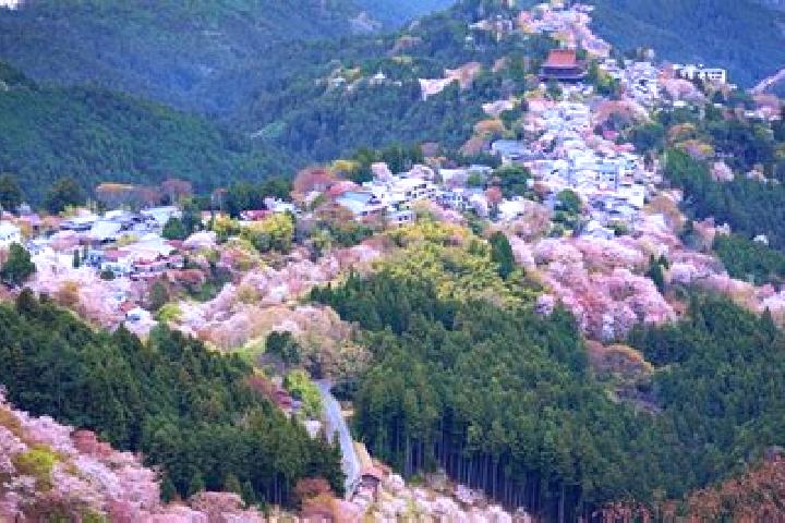 escort Yoshino-cho