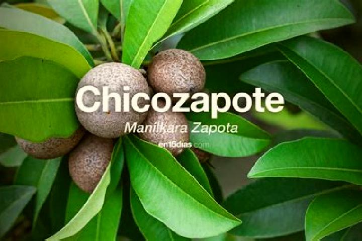 escort Zapotitlan de la Fuente (El Zapote)