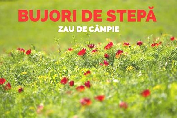 escort Zau de Campie