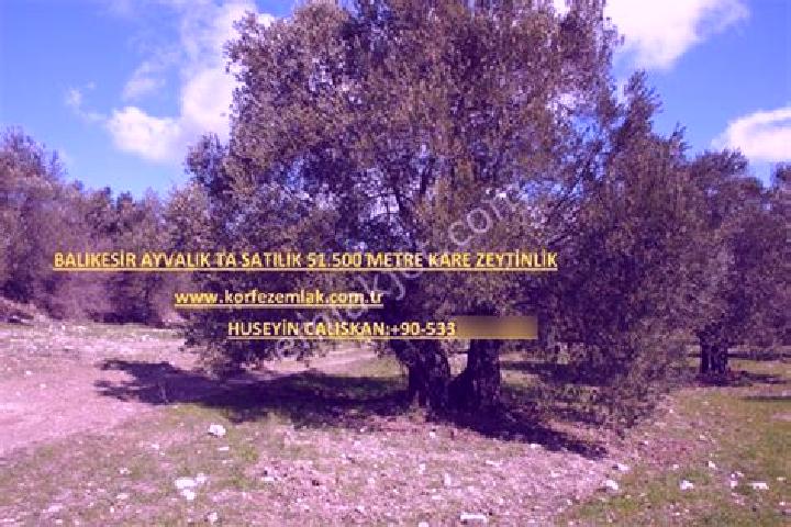 escort Zeytinlik