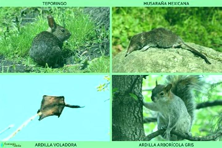 Escorts Acuamanala, Mexico — Local Companions
