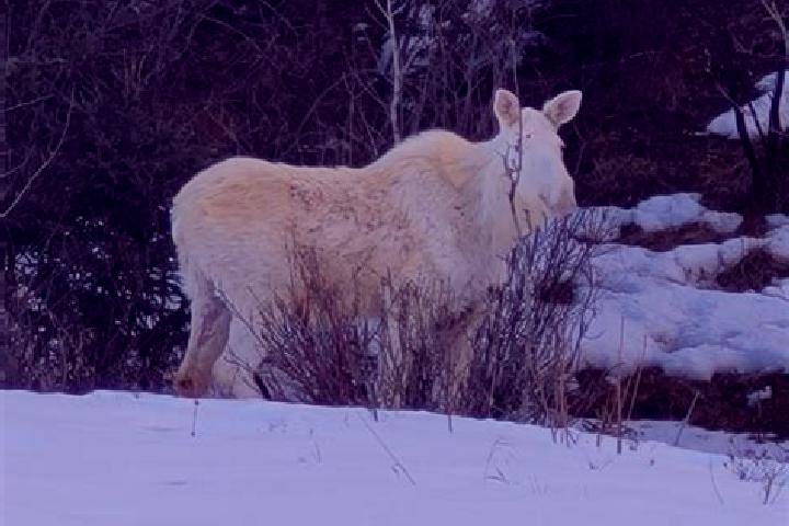 Escorts Albino, Italy — Local Companions