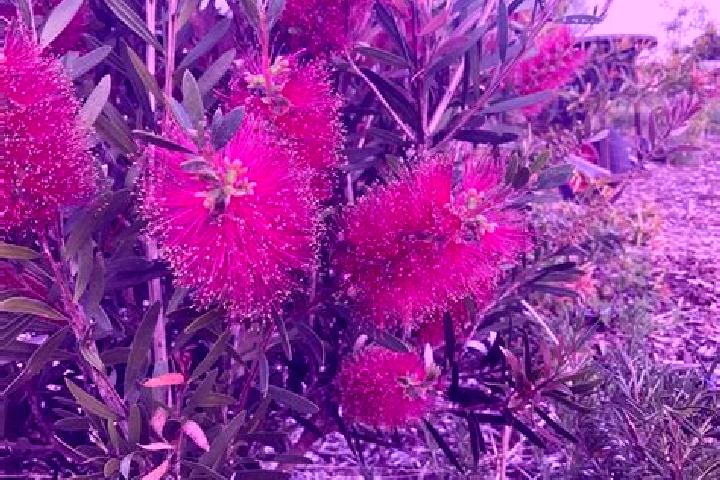 Escorts Albion, Australia — Local Companions