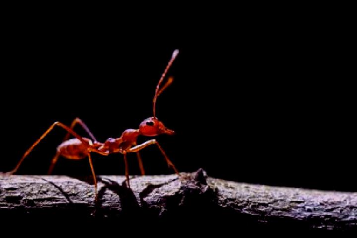 Escorts Ant, India — Local Companions