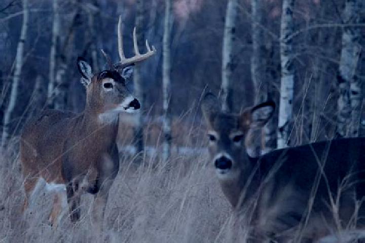 Escorts Antlers, United States — Local Companions
