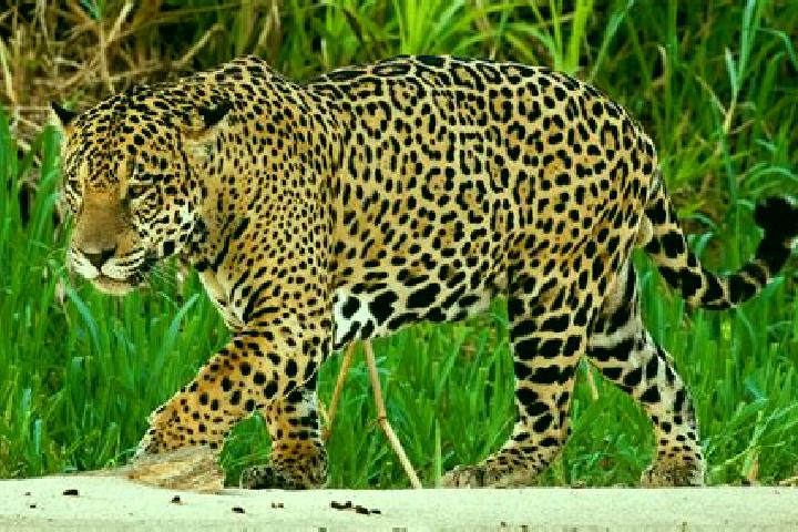 Escorts Arara, Brazil — Local Companions
