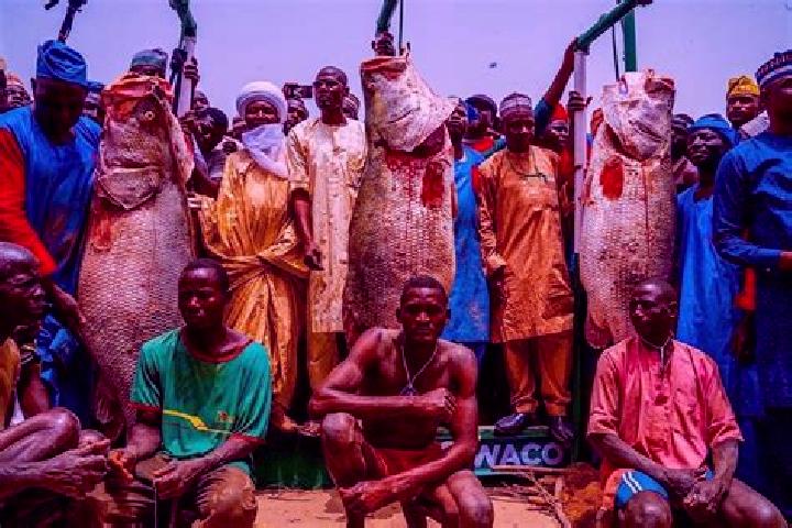 Escorts Argungu, Nigeria — Local Companions