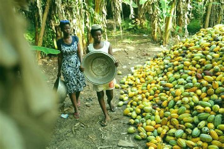 Escorts Assin Foso, Ghana — Local Companions