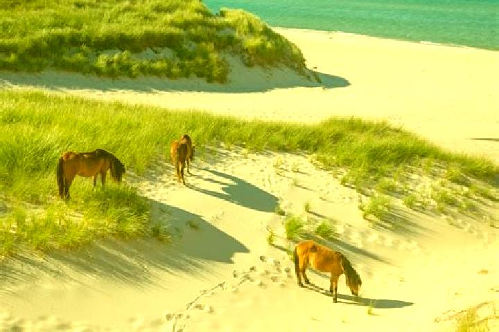 Escorts Beach Park, United States — Local Companions