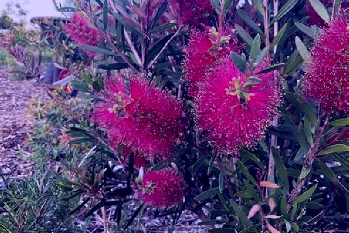 Escorts Bedford, Australia — Local Companions