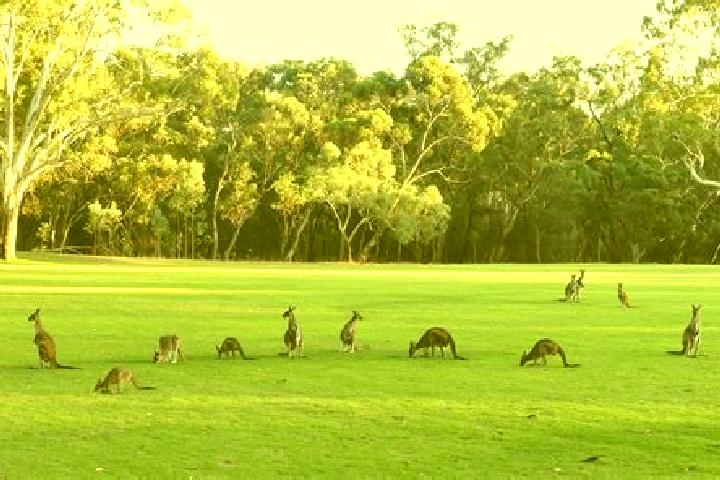 Escorts Belair, Australia — Local Companions
