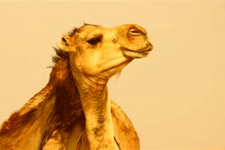 Escorts Bembla et Mnara, Tunisia — Local Companions