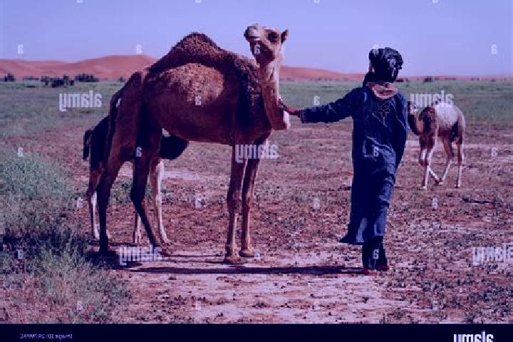 Escorts Berber, Sudan — Local Companions