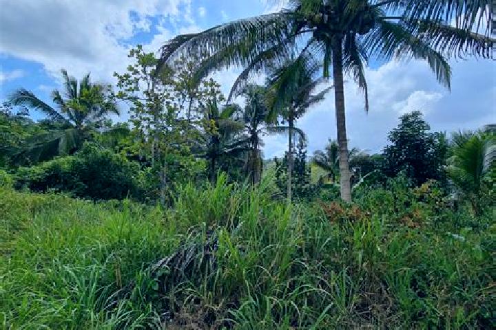 Escorts Bog Walk, Jamaica — Local Companions