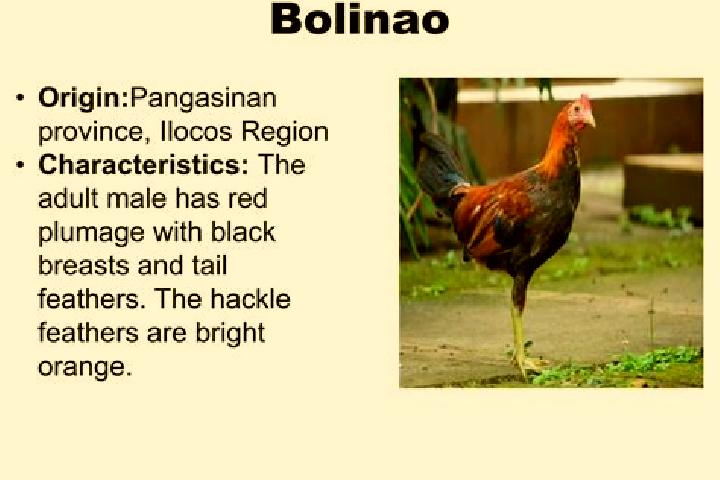Escorts Bolilao, Philippines — Local Companions