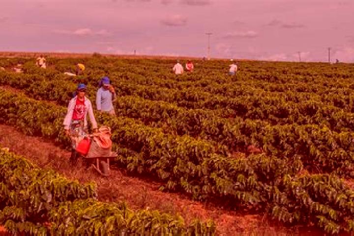 Escorts Brejoes, Brazil — Local Companions