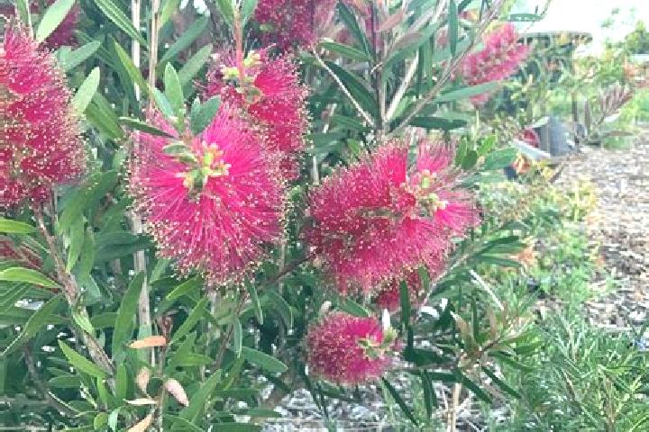 Escorts Bucca, Australia — Local Companions