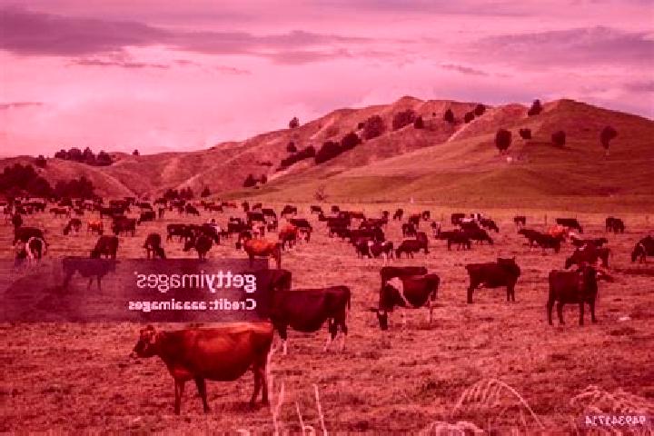 Escorts Bulls, New Zealand — Local Companions