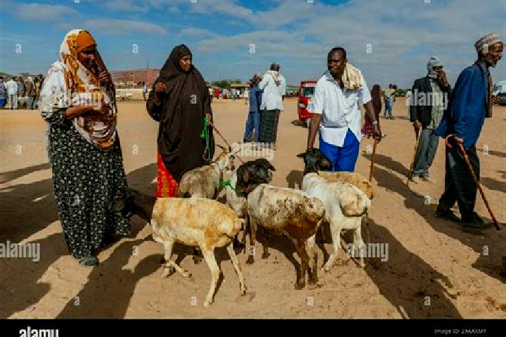 Escorts Burao, Somalia — Local Companions