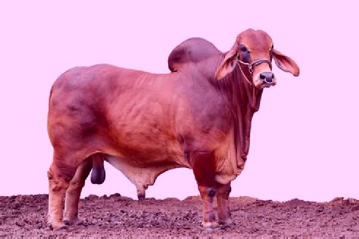 Escorts Cabeza de Toro, Mexico — Local Companions
