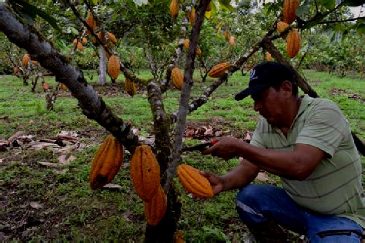Escorts Cacao, Panama — Local Companions