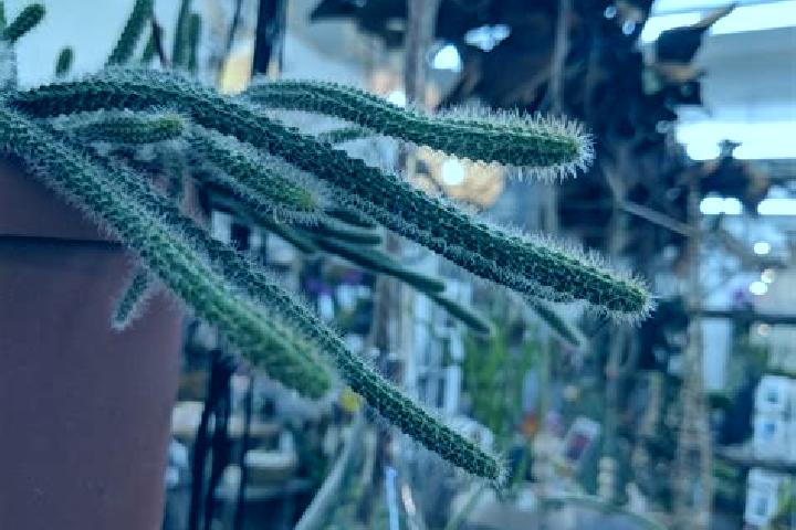 Escorts Cactus, United States — Local Companions