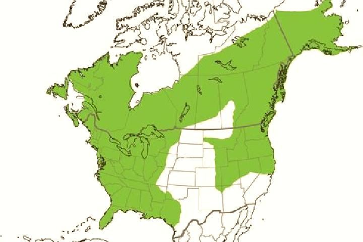 Escorts Canadensis, United States — Local Companions