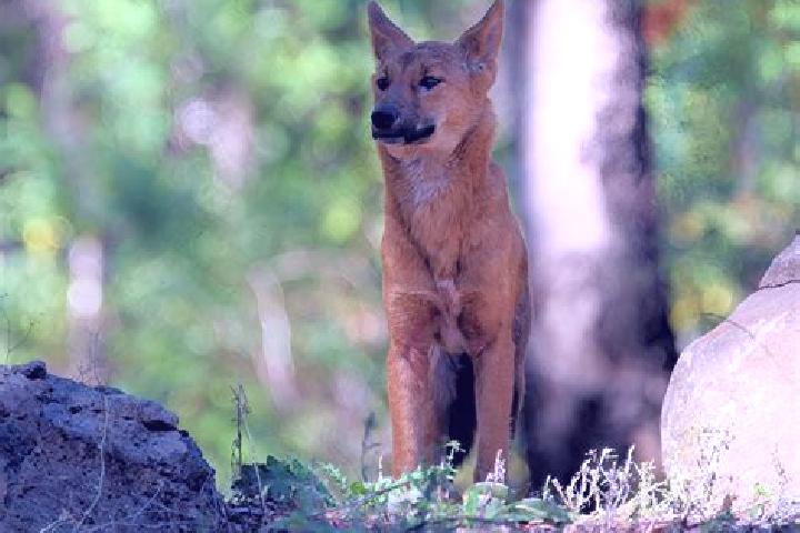 Escorts Canis, Peru — Local Companions