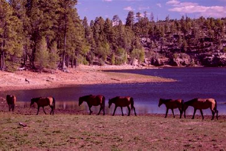 Escorts Canyon Lake, United States — Local Companions