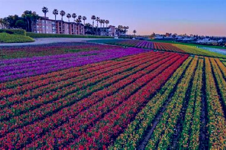 Escorts Carlsbad, United States — Local Companions