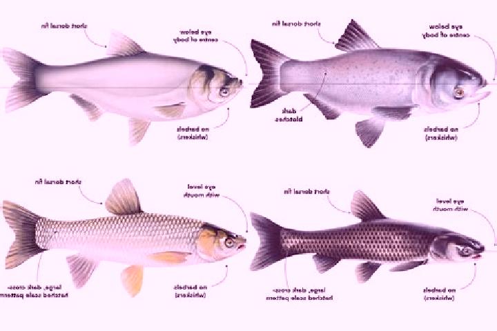 Escorts Carp, Canada — Local Companions