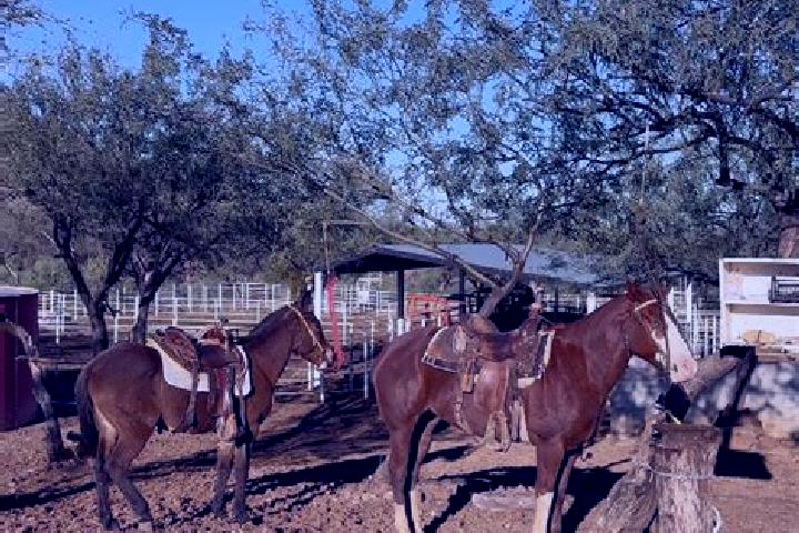 Escorts Carrizal, Mexico — Local Companions
