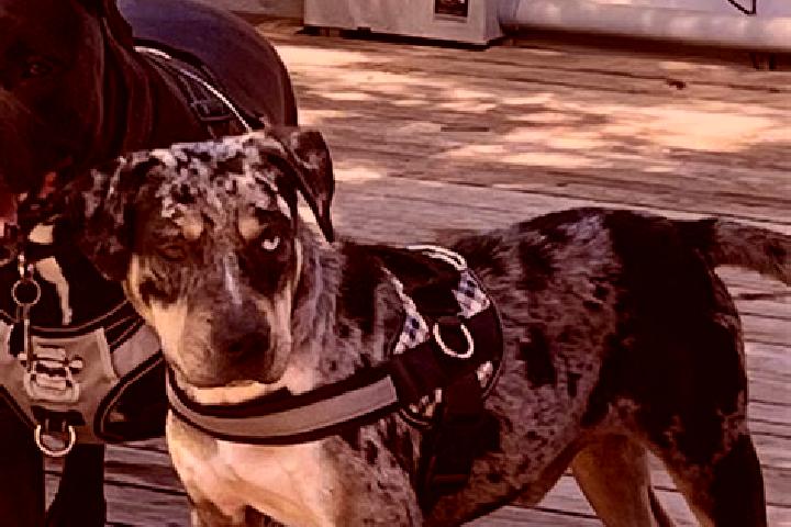 Escorts Catahoula, United States — Local Companions
