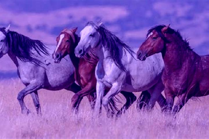Escorts Cheval, United States — Local Companions