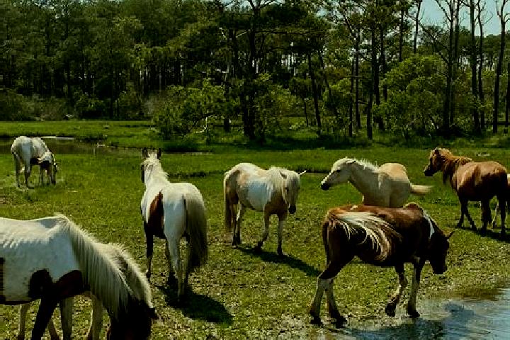 Escorts Chincoteague, United States — Local Companions