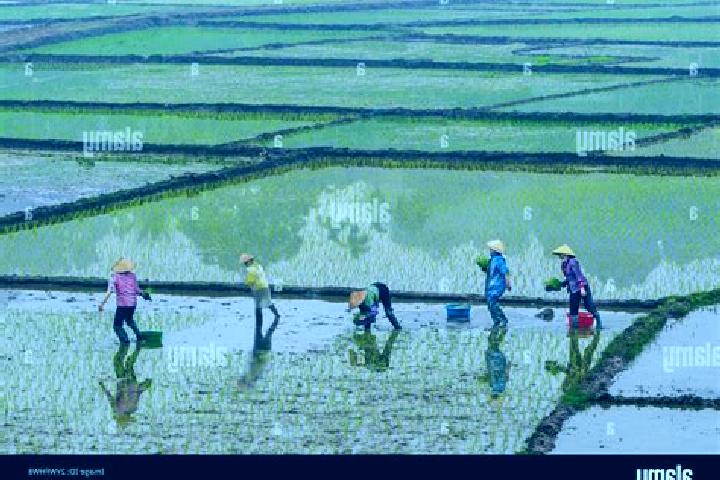 Escorts Cho Lach, Vietnam — Local Companions