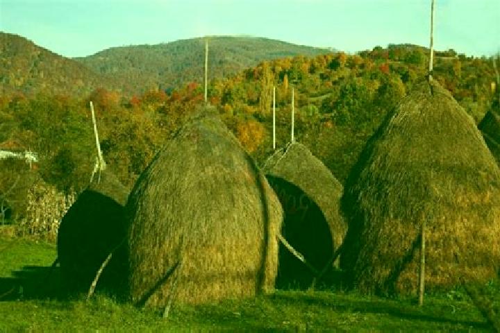 Escorts Cicarlau, Romania — Local Companions