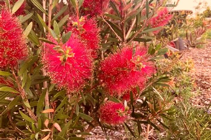 Escorts Claremont, Australia — Local Companions