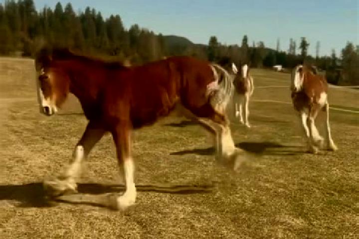 Escorts Clydesdale, South Africa — Local Companions