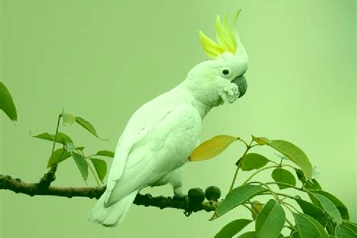 Escorts Cockatoo, Australia — Local Companions
