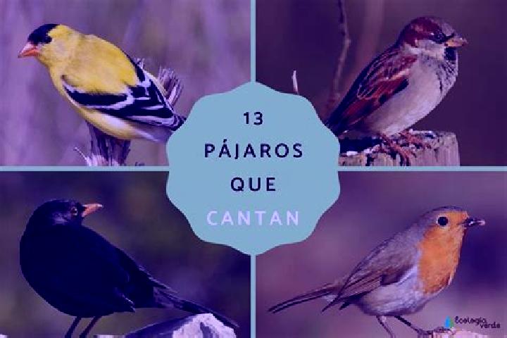 Escorts Colina de los Pajaros, Mexico — Local Companions